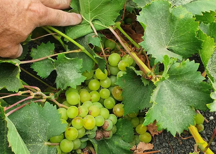 Casa Vitto Semesterbostad *