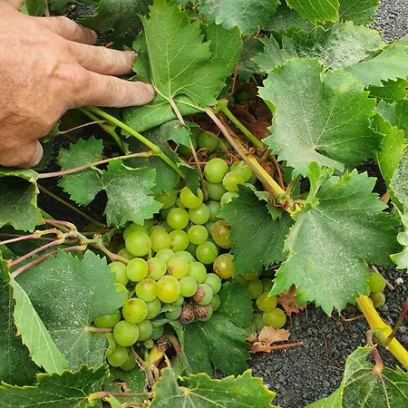 Casa Vitto Дом отдыха *